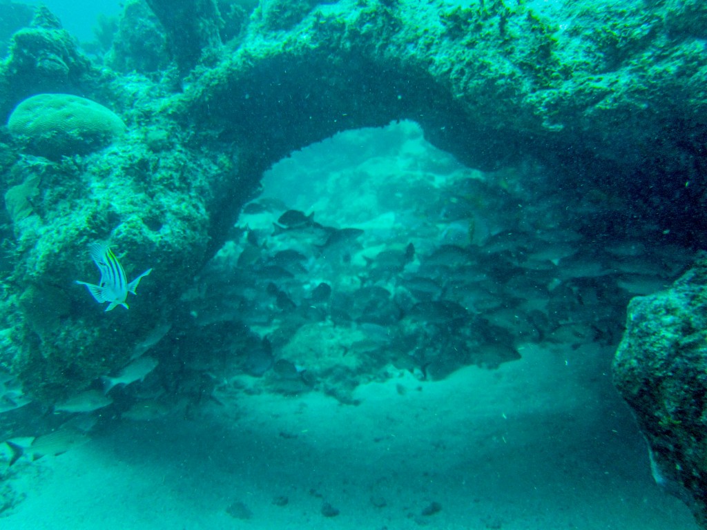 Ambergris Caye, Belize Diving
