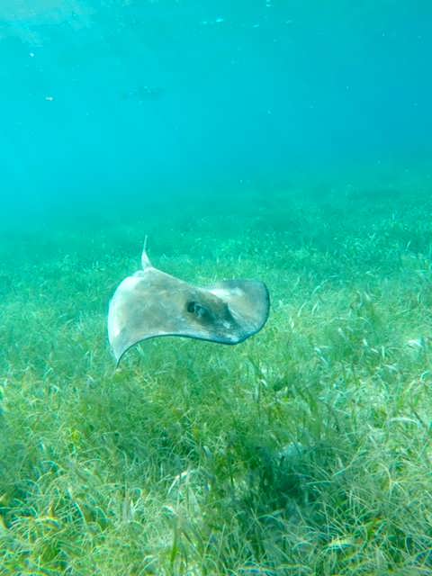 Souther Sting Ray