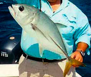 Yellow Tail Fish in Belize